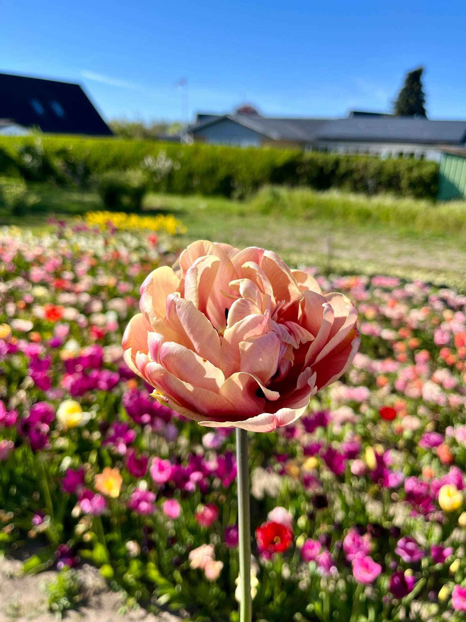Tulppaani 'La Belle Époque'